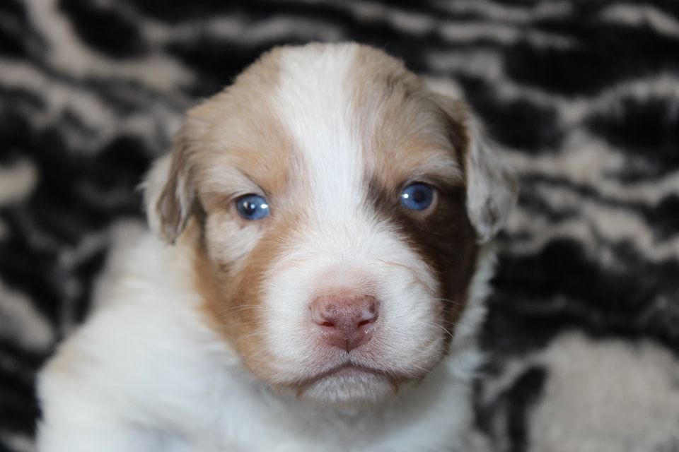 White Snow Sheperds - Chiot disponible  - Berger Australien