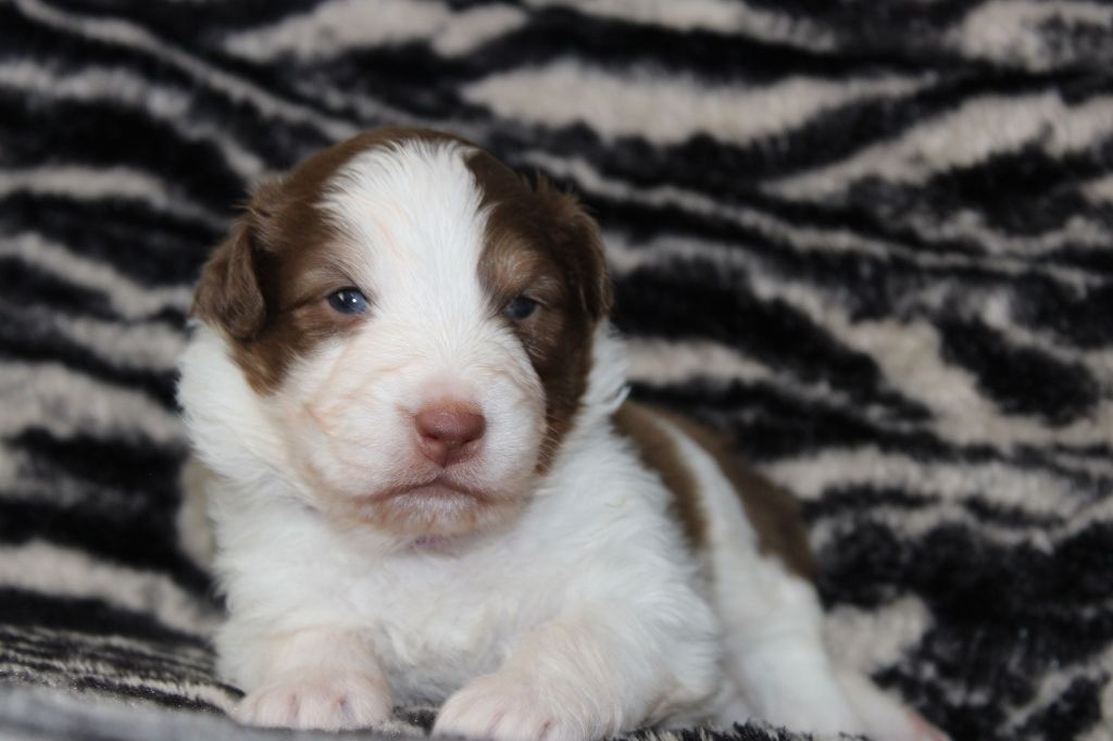 White Snow Sheperds - Chiot disponible  - Berger Australien