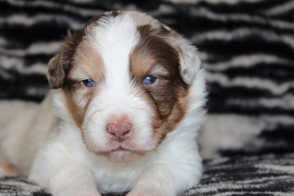 White Snow Sheperds - Chiot disponible  - Berger Australien