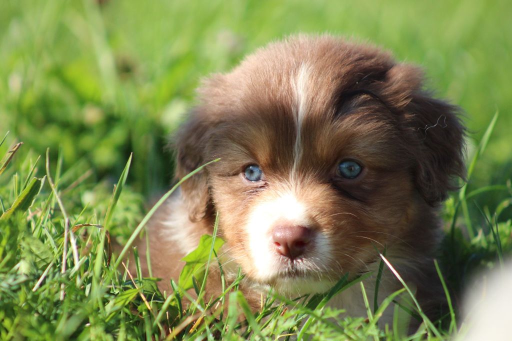 White Snow Sheperds - Chiot disponible  - Berger Australien