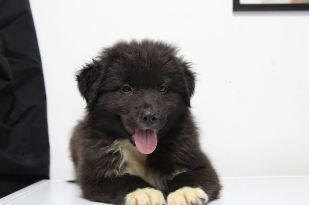 Aron White Snow Sheperds