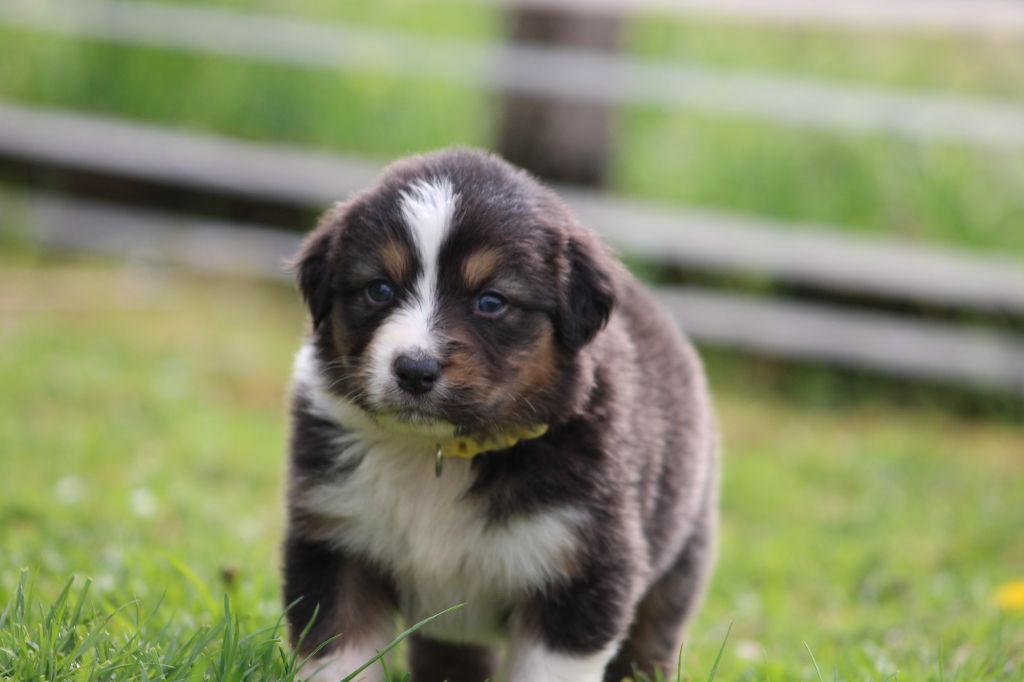 White Snow Sheperds - Chiots disponibles - Berger Australien