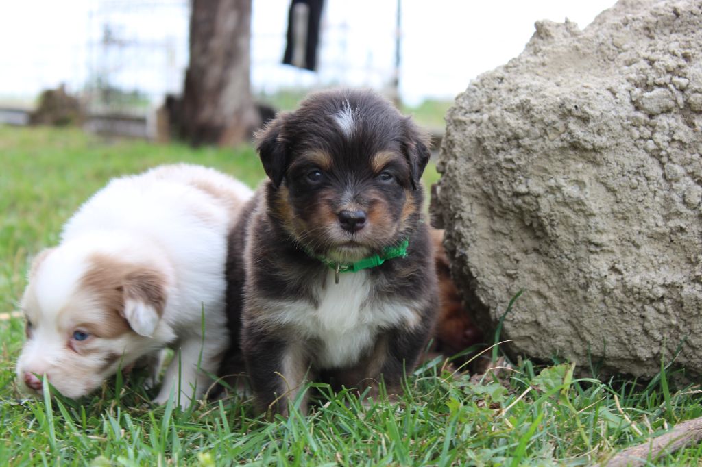 White Snow Sheperds - Chiots disponibles - Berger Australien