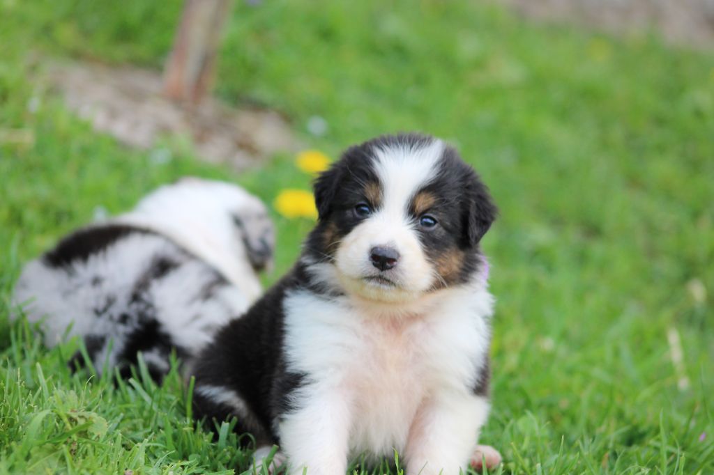 White Snow Sheperds - Chiots disponibles - Berger Australien
