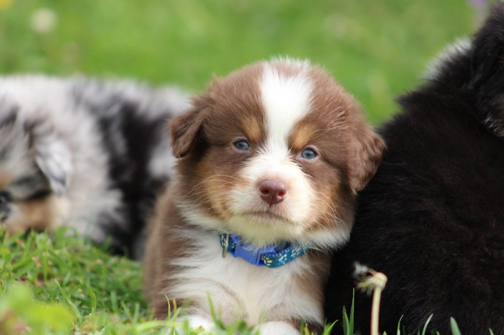 White Snow Sheperds - Chiots disponibles - Berger Australien
