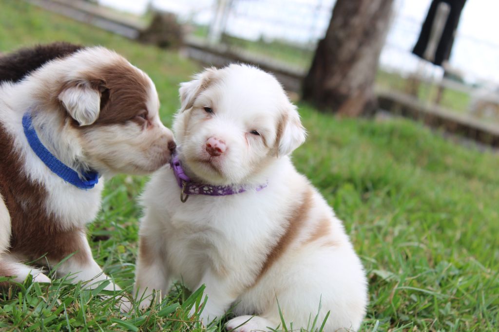 White Snow Sheperds - Chiots disponibles - Berger Australien