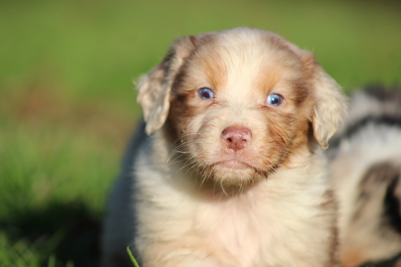 White Snow Sheperds - Chiots disponibles - Berger Australien