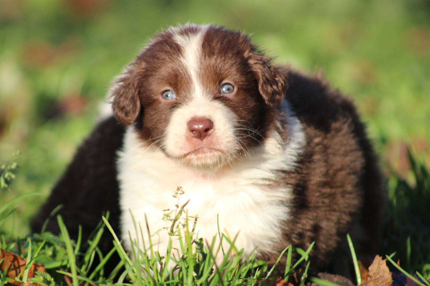 White Snow Sheperds - Chiots disponibles - Berger Australien