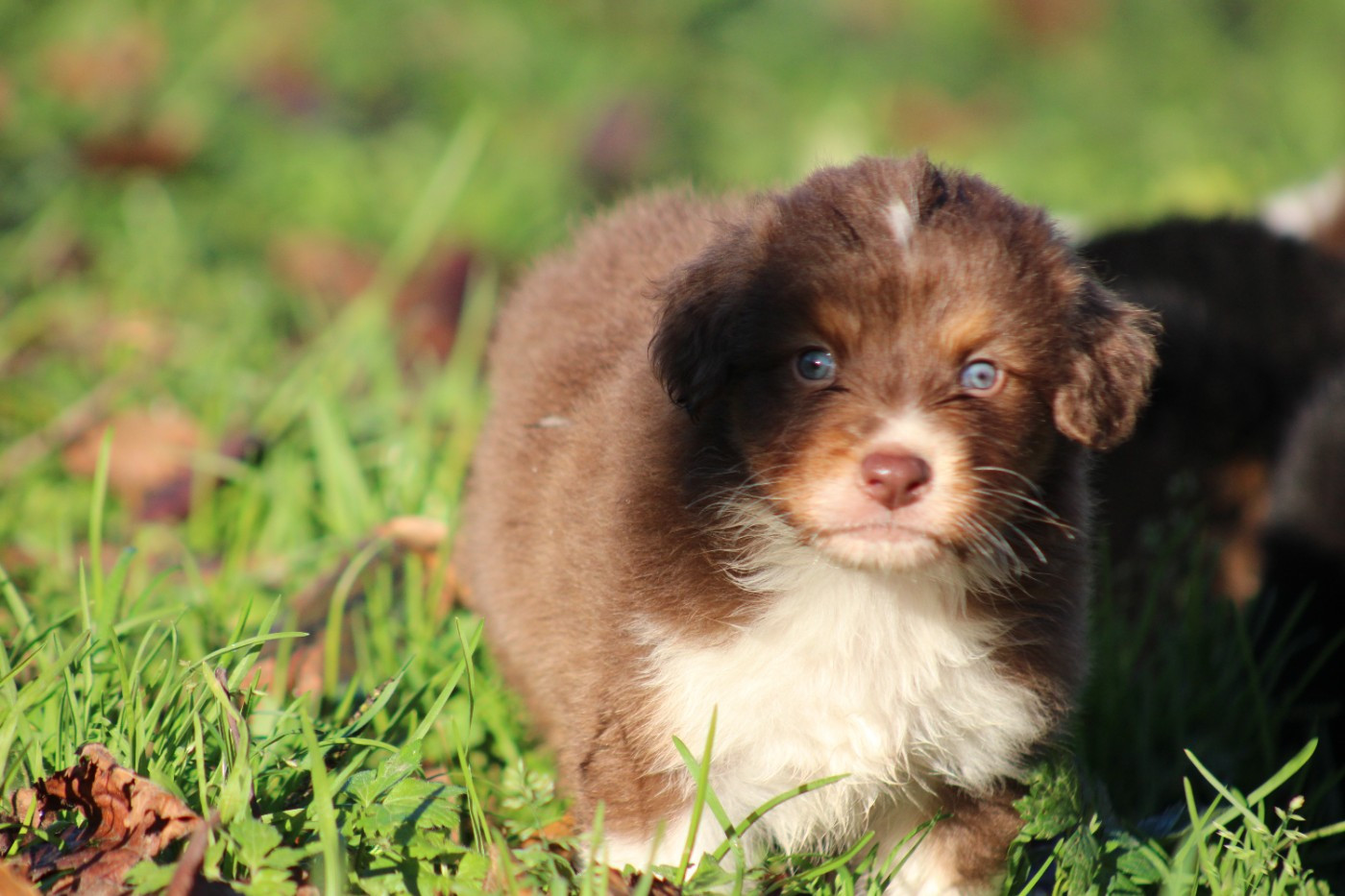White Snow Sheperds - Chiots disponibles - Berger Australien