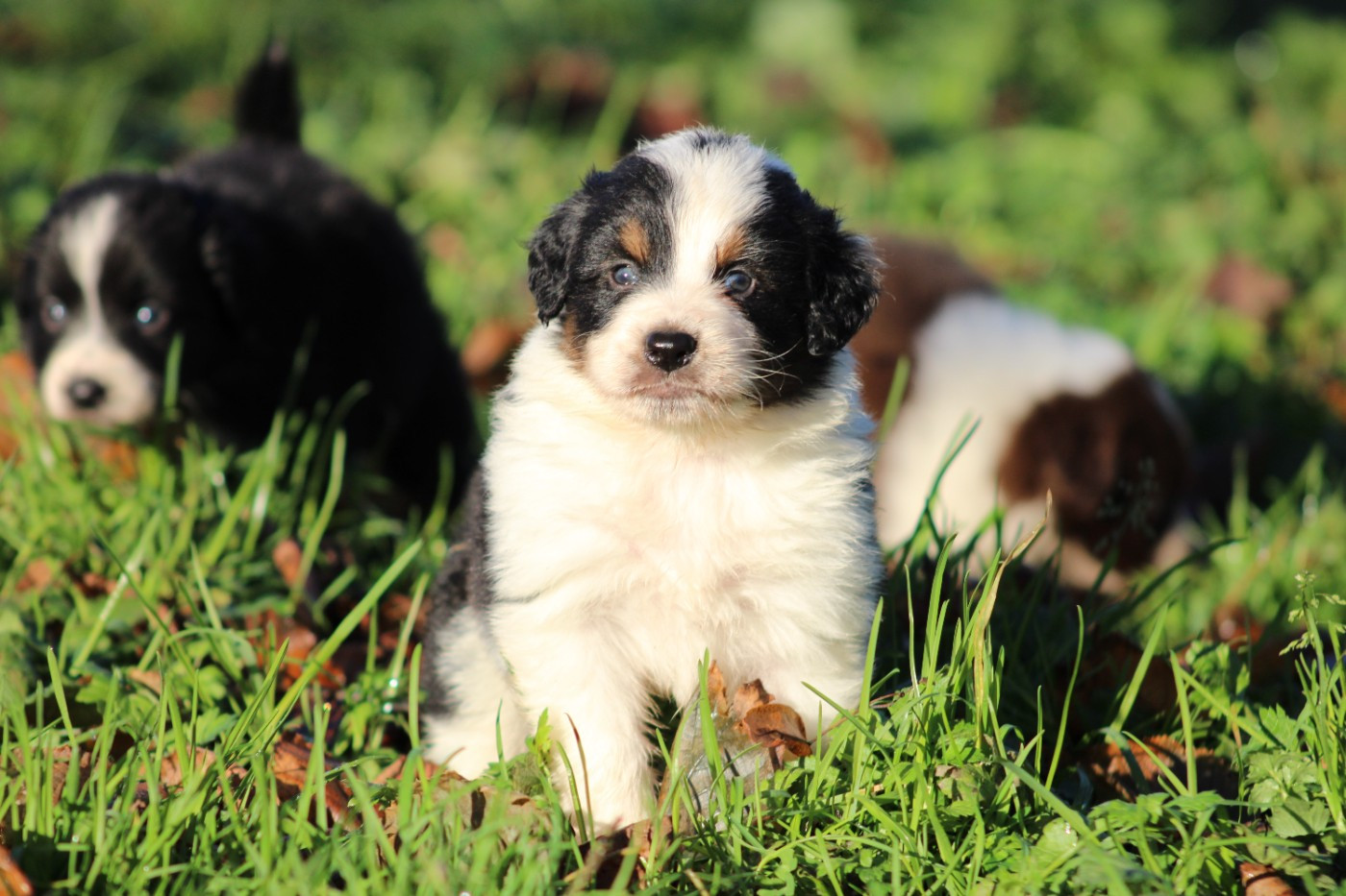 White Snow Sheperds - Chiots disponibles - Berger Australien