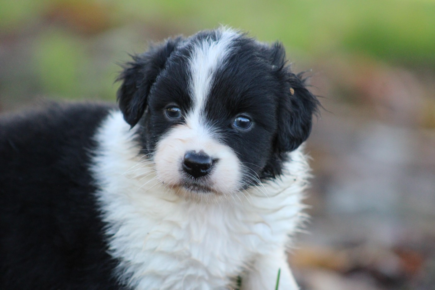 White Snow Sheperds - Chiots disponibles - Berger Australien