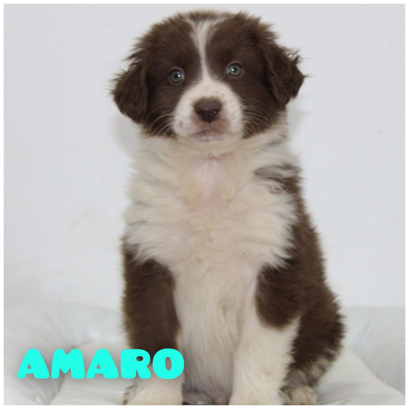 White Snow Sheperds - Chiots disponibles - Berger Australien