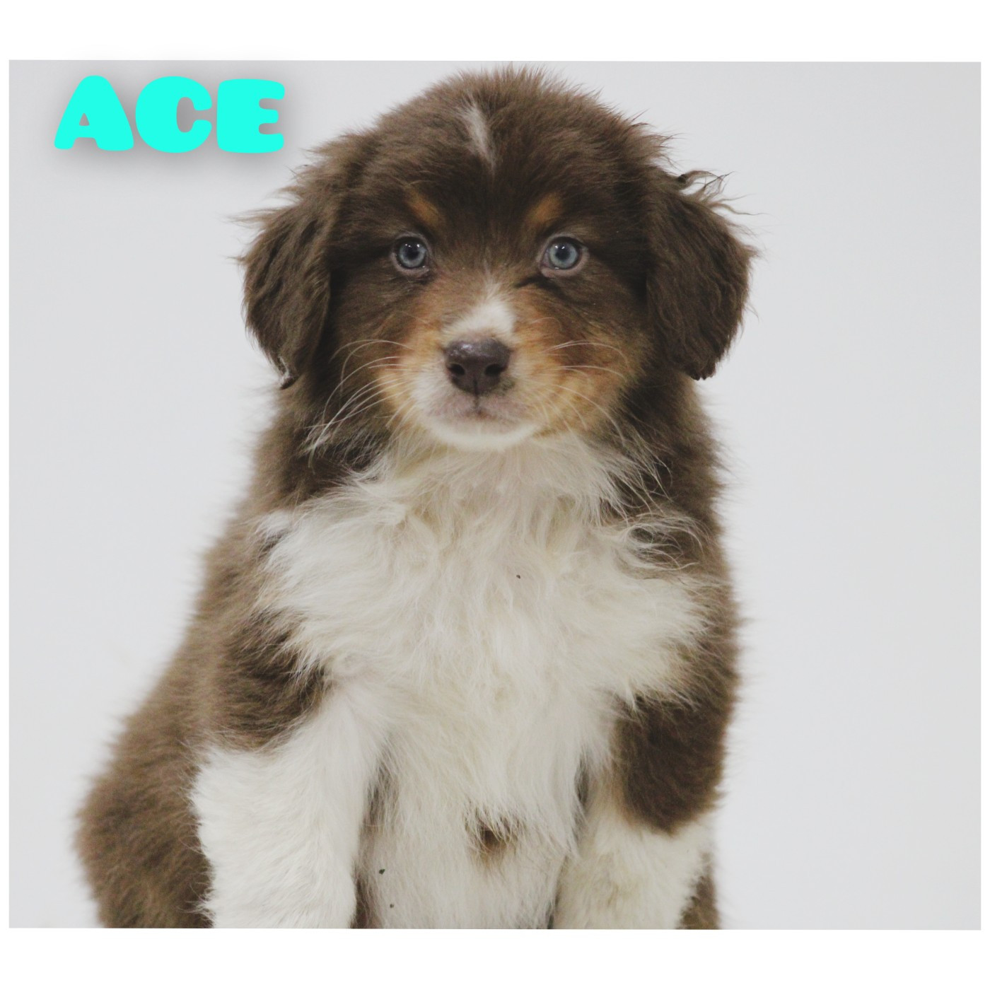 White Snow Sheperds - Chiots disponibles - Berger Australien