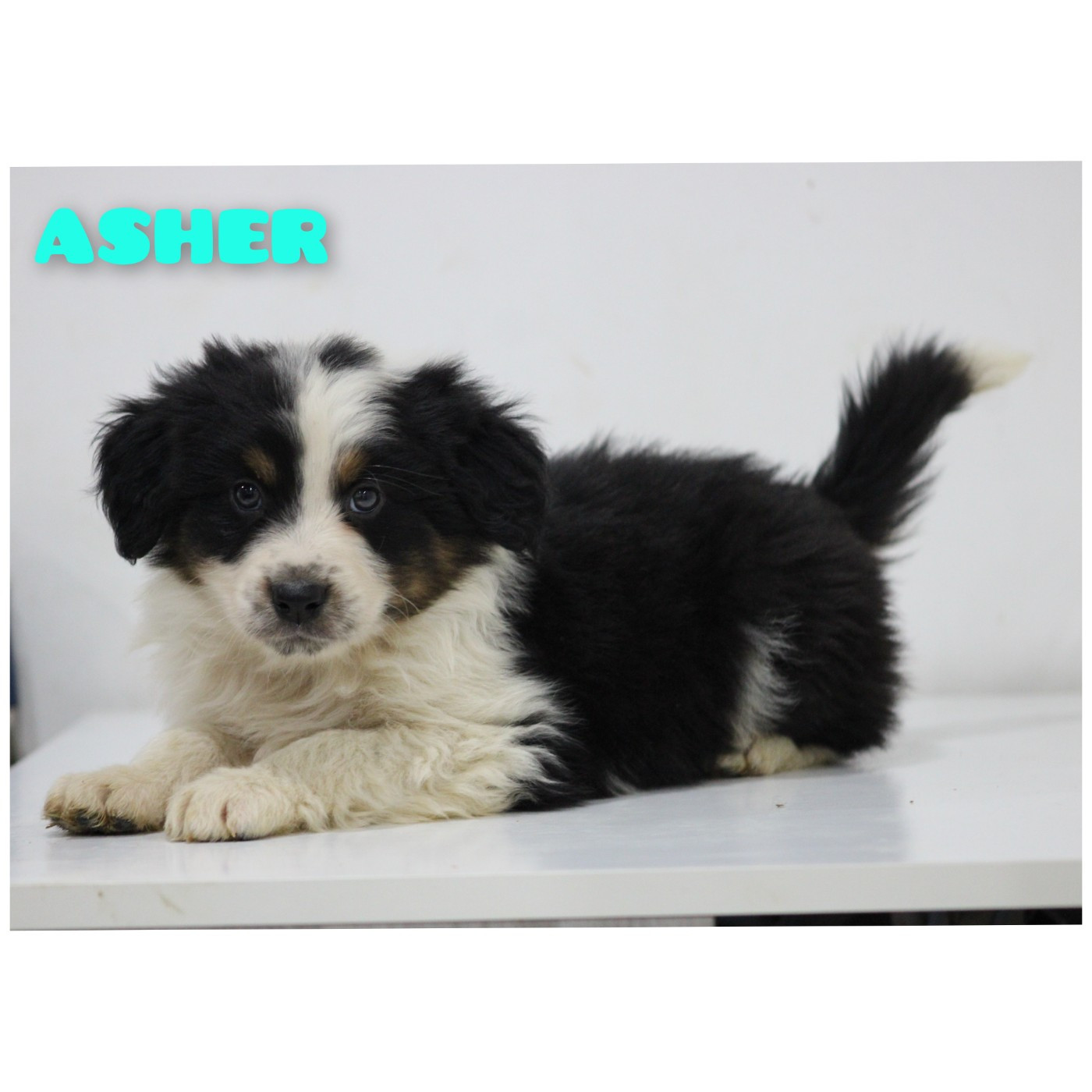 White Snow Sheperds - Chiots disponibles - Berger Australien