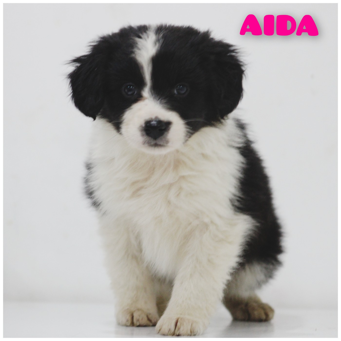 White Snow Sheperds - Chiots disponibles - Berger Australien