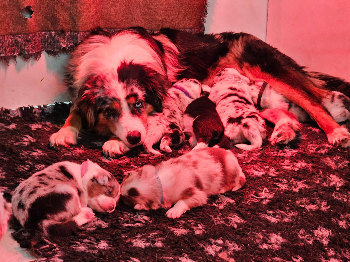 Chiot Berger Australien White Snow Sheperds