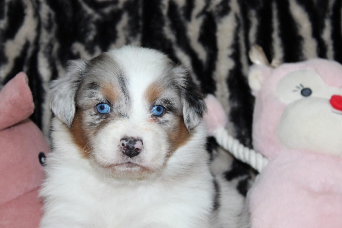 White Snow Sheperds - Chiots disponibles - Berger Australien
