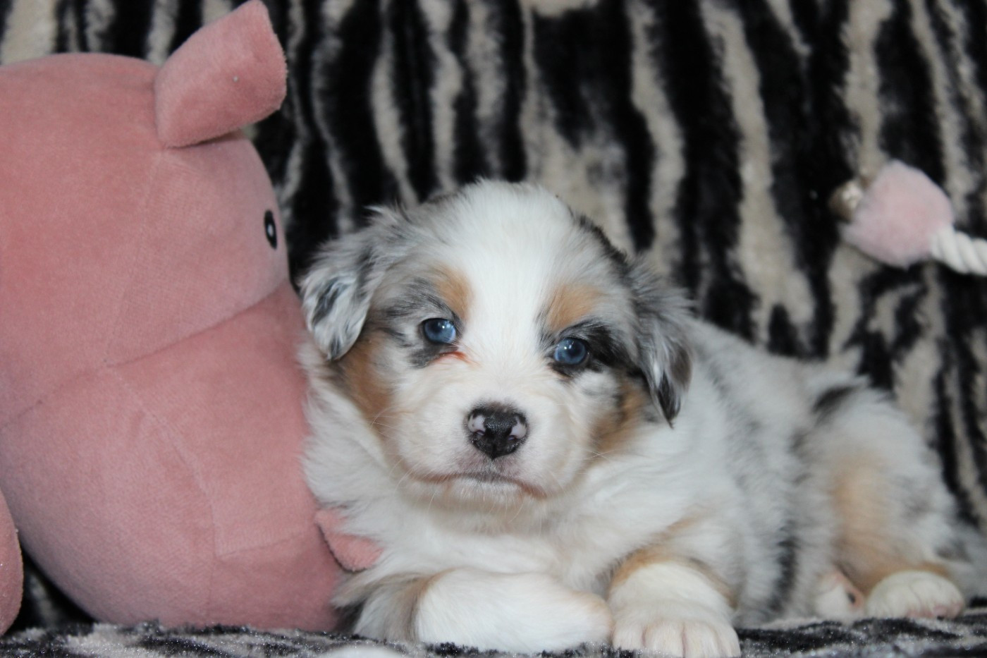 White Snow Sheperds - Chiots disponibles - Berger Australien