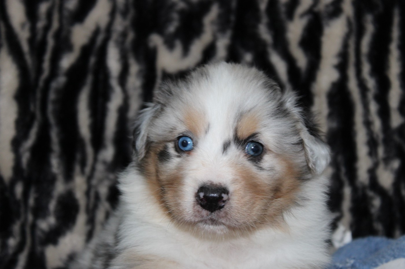 White Snow Sheperds - Chiots disponibles - Berger Australien