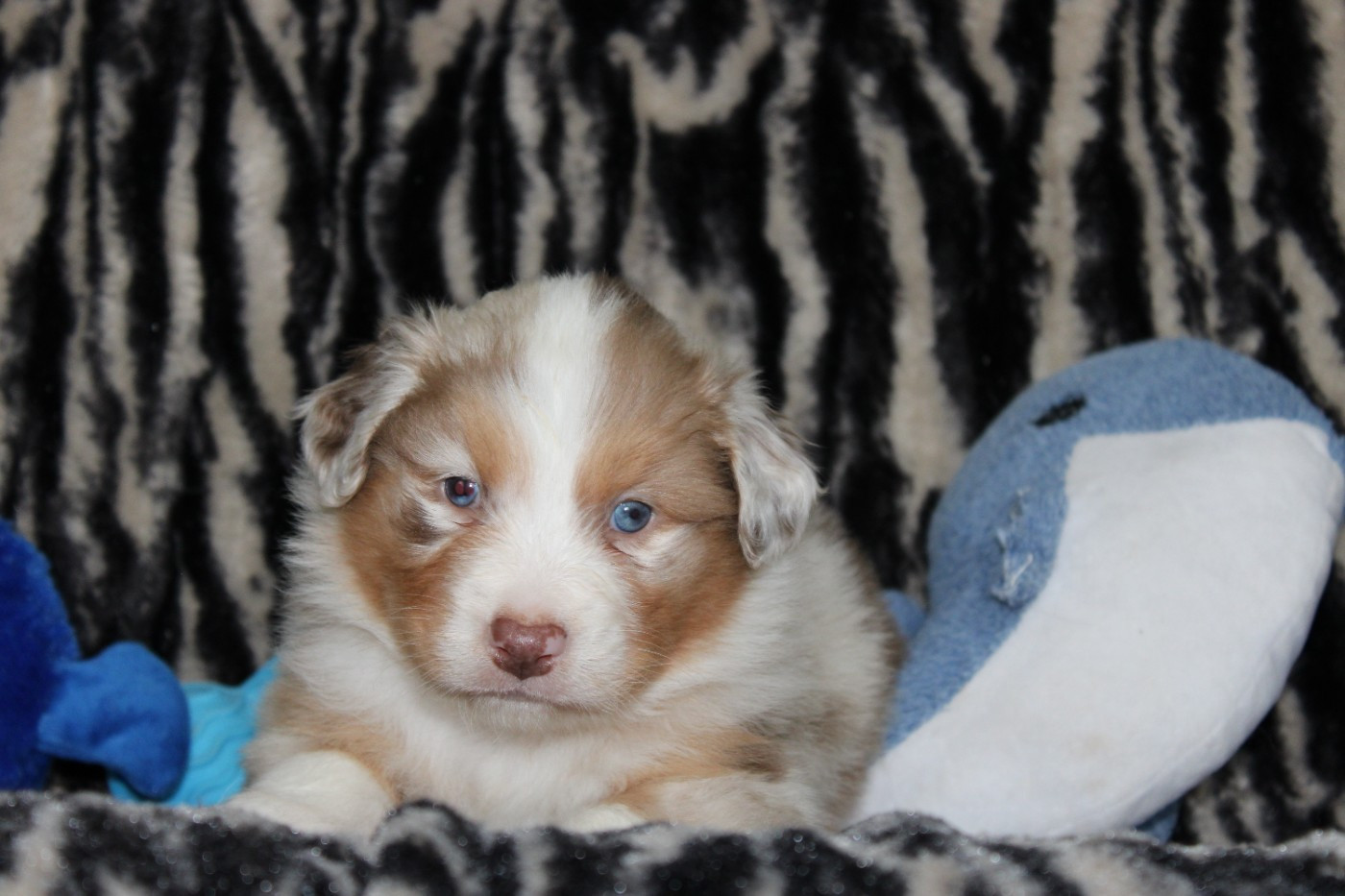 White Snow Sheperds - Chiots disponibles - Berger Australien