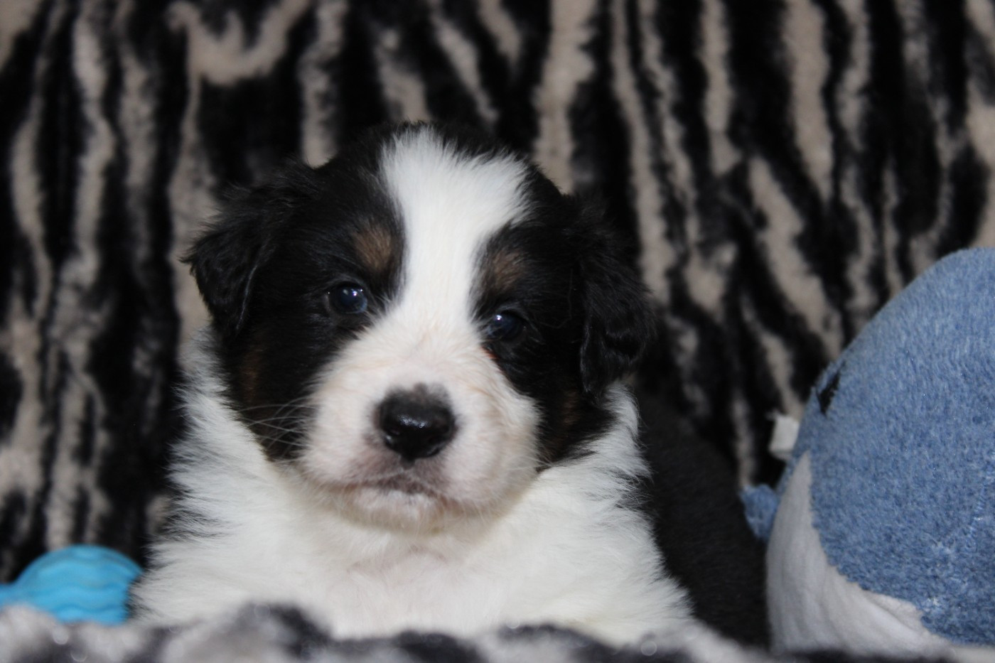 White Snow Sheperds - Chiots disponibles - Berger Australien