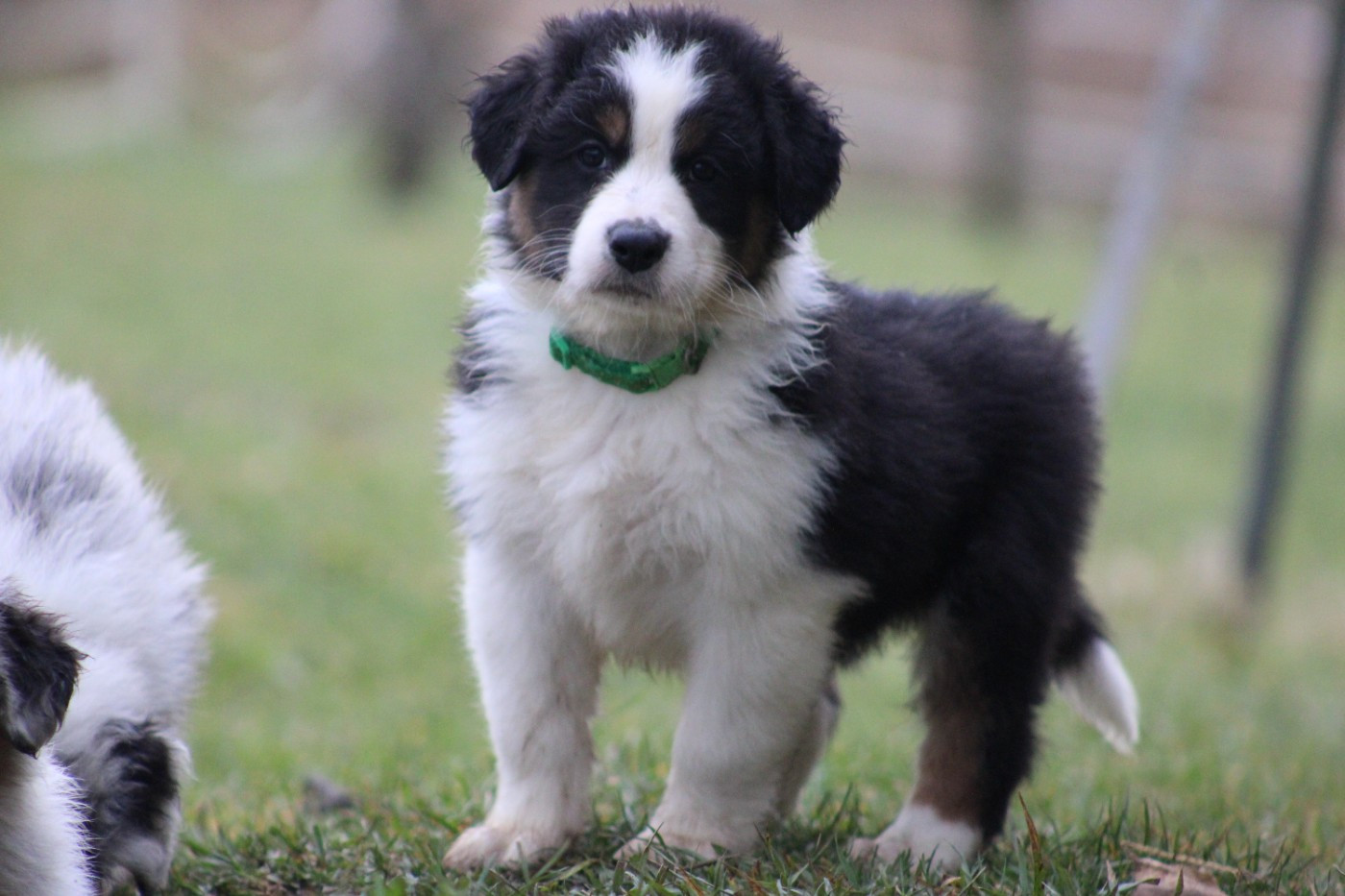 White Snow Sheperds - Chiots disponibles - Berger Australien