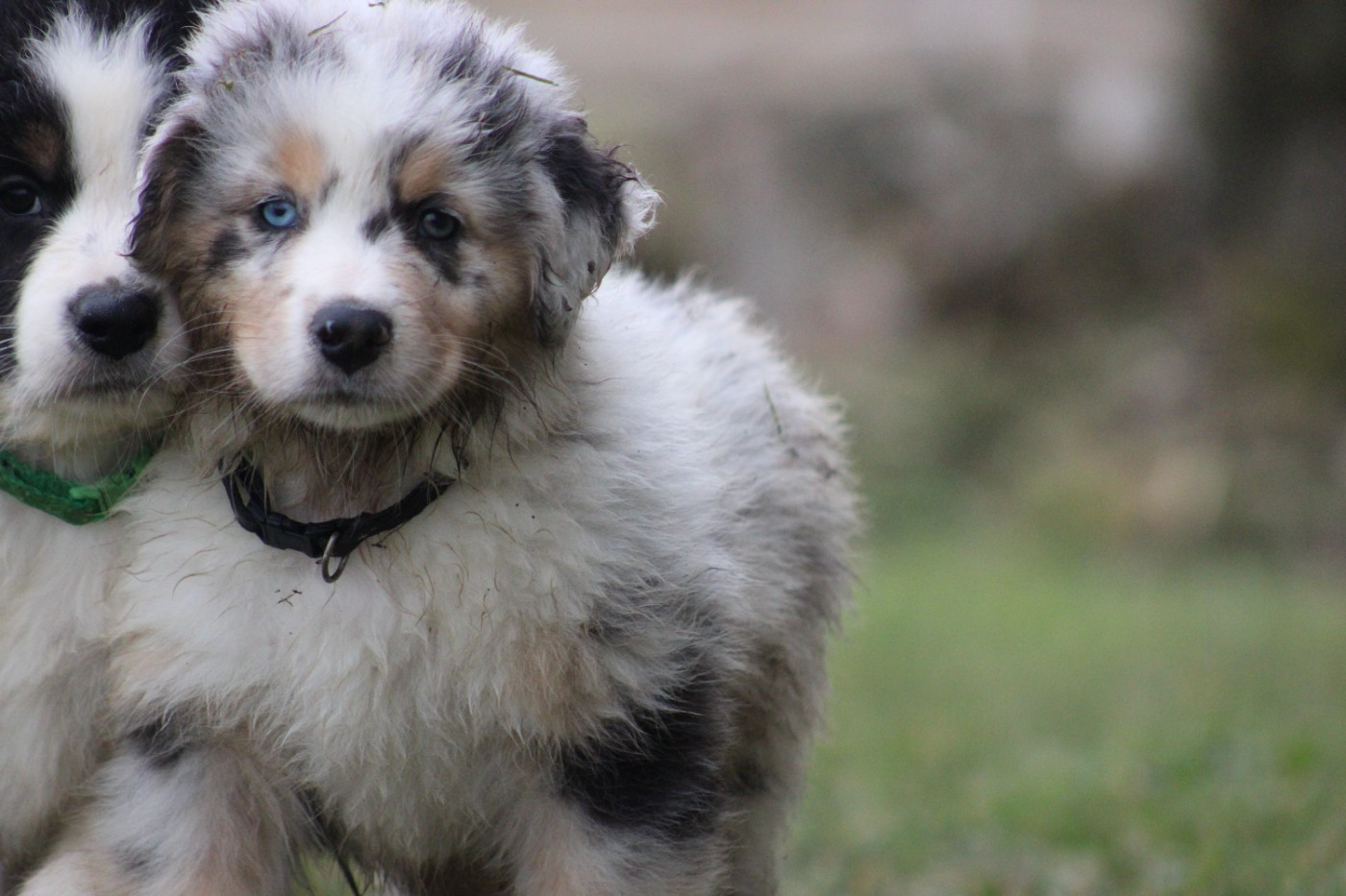 White Snow Sheperds - Chiots disponibles - Berger Australien