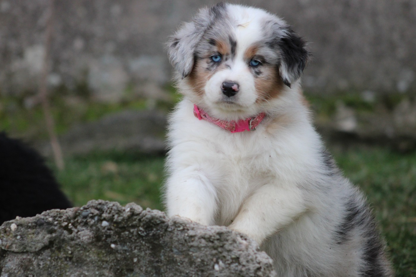 White Snow Sheperds - Chiots disponibles - Berger Australien