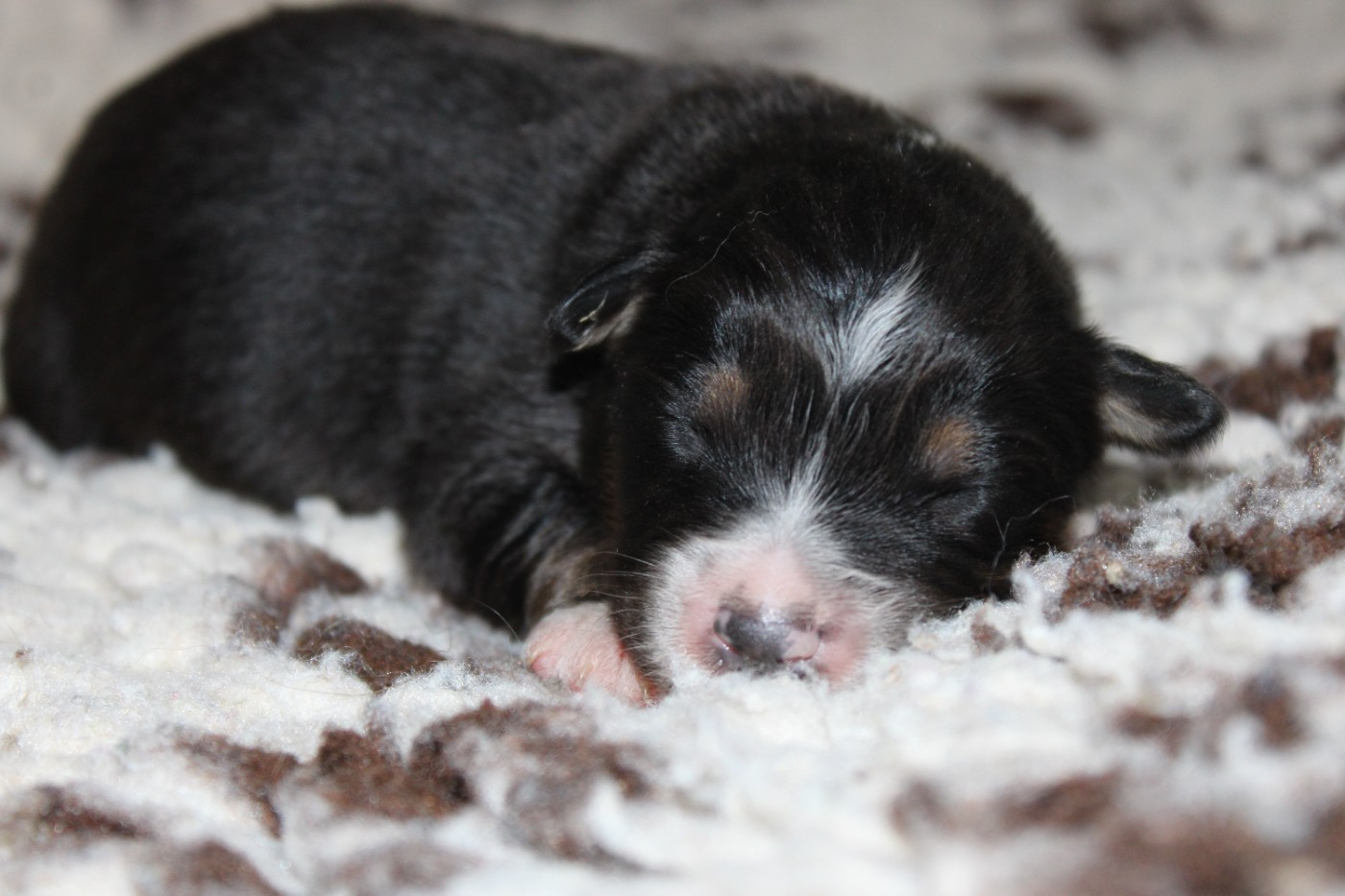 White Snow Sheperds - Chiots disponibles - Berger Australien