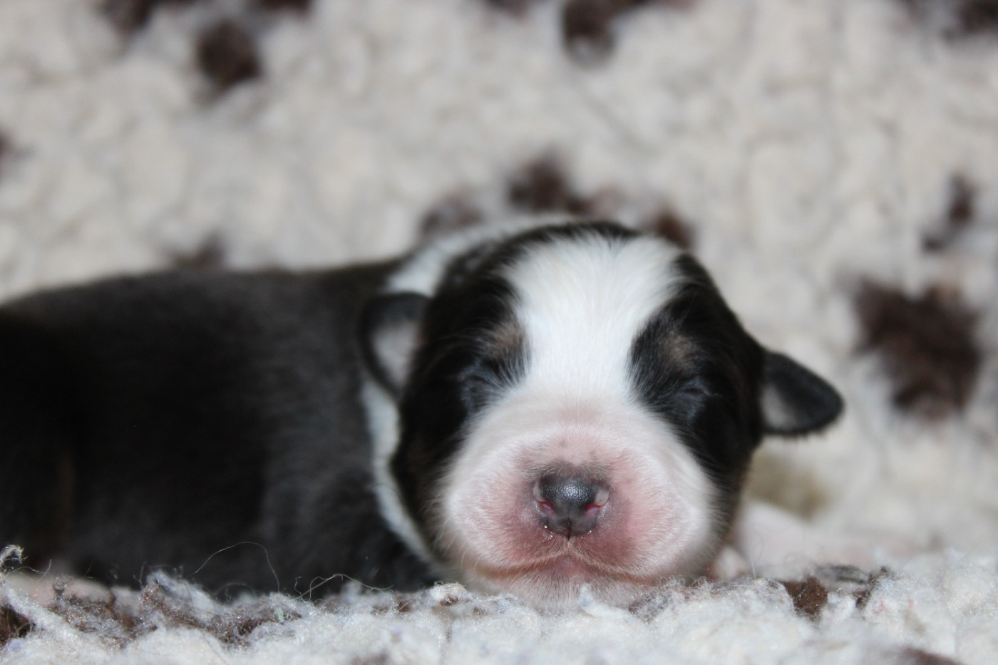 White Snow Sheperds - Chiots disponibles - Berger Australien