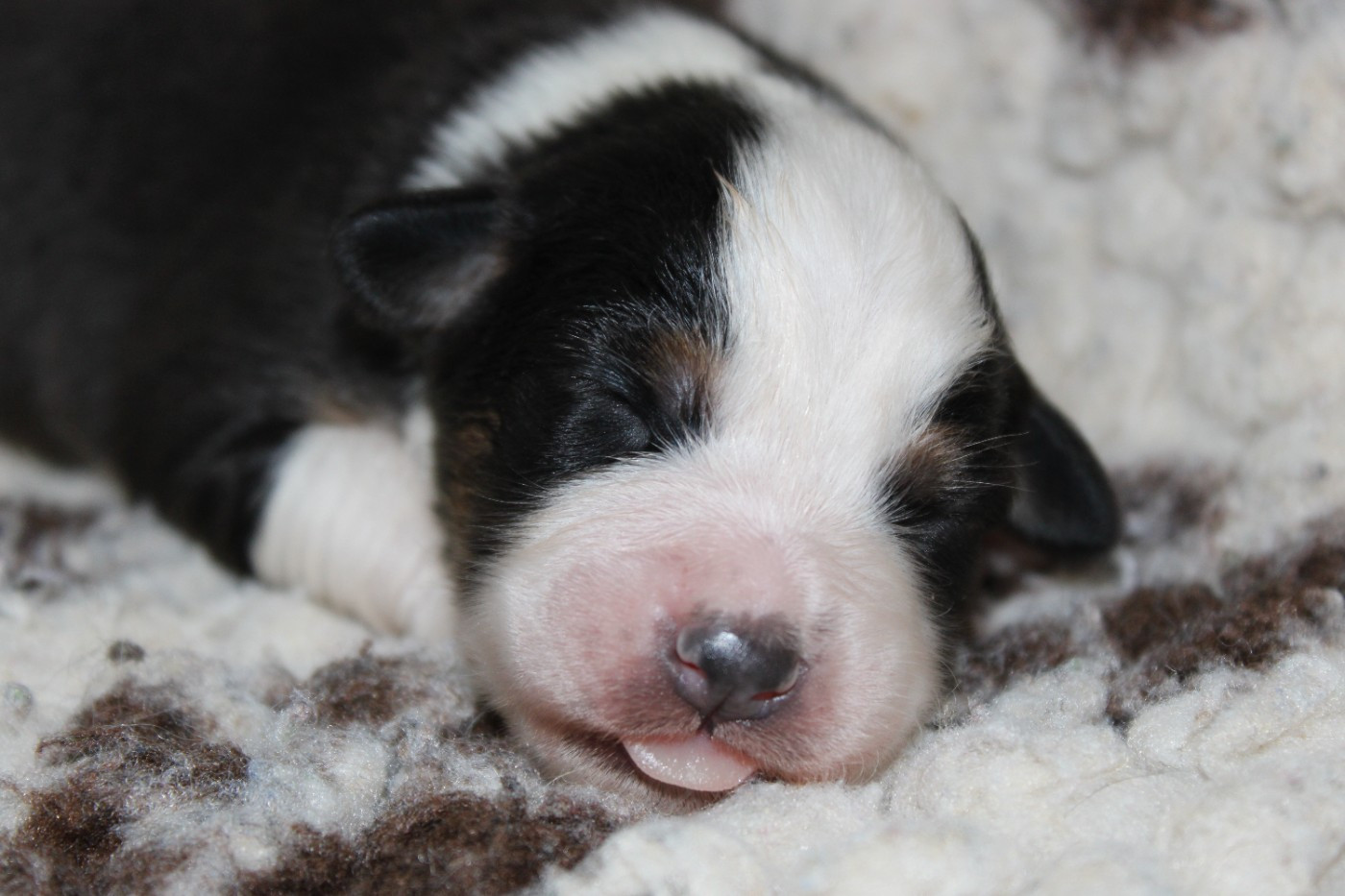 White Snow Sheperds - Chiots disponibles - Berger Australien