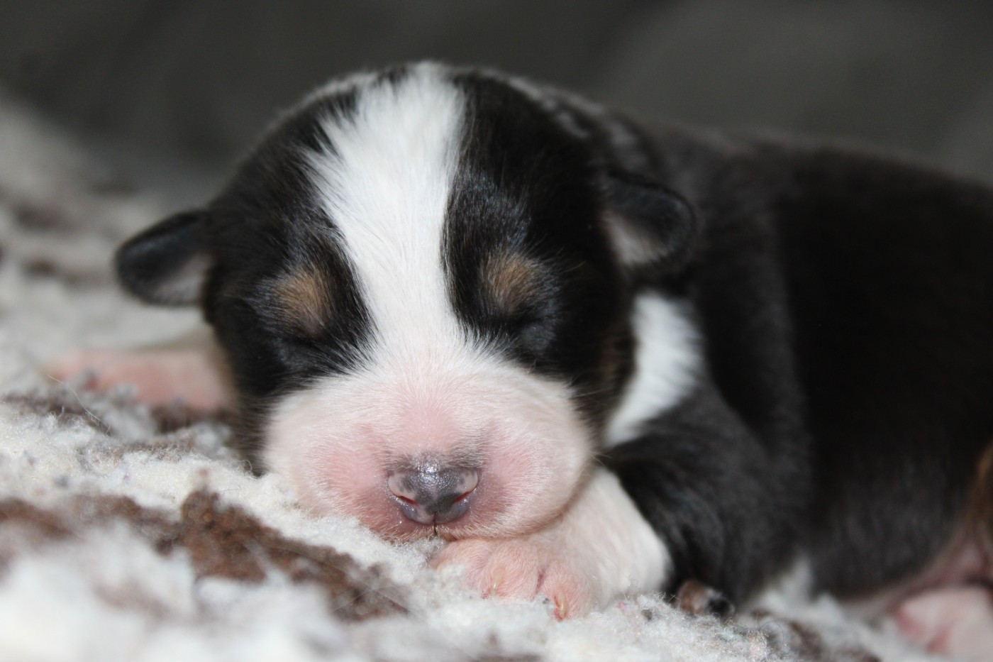 White Snow Sheperds - Chiots disponibles - Berger Australien