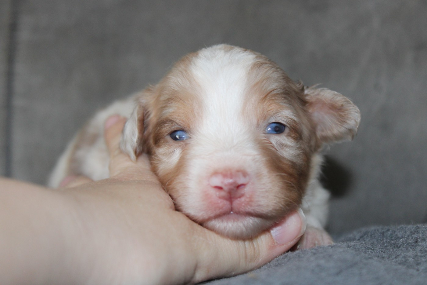 White Snow Sheperds - Chiots disponibles - Berger Australien