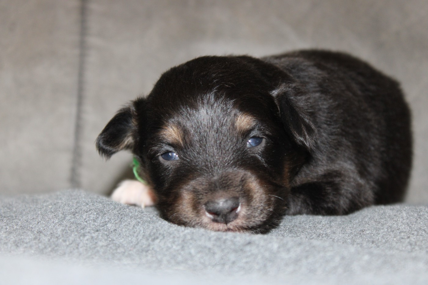 White Snow Sheperds - Chiots disponibles - Berger Australien