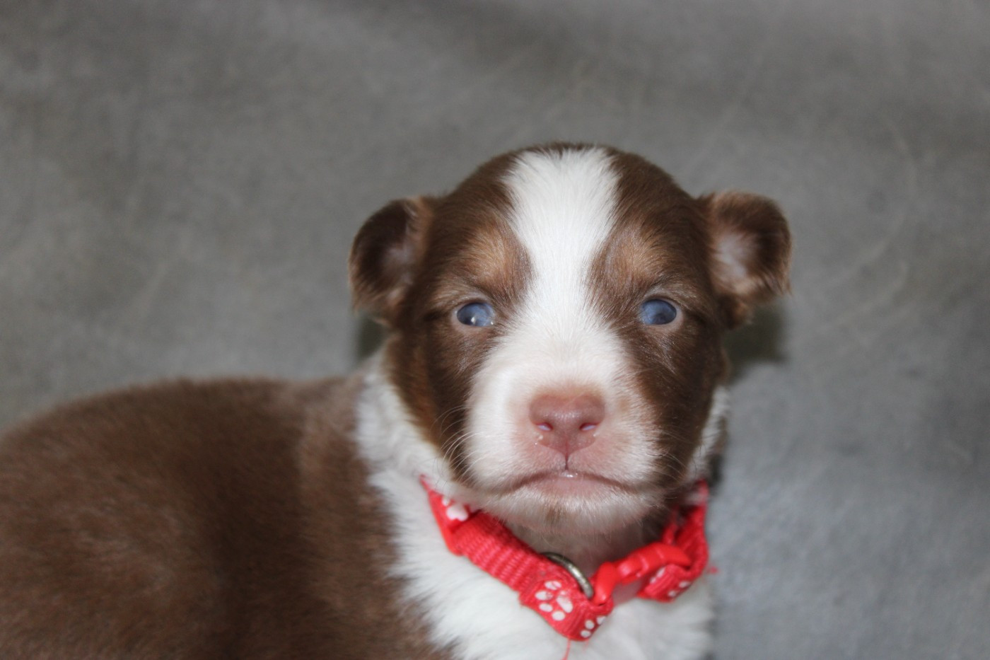 White Snow Sheperds - Chiots disponibles - Berger Australien