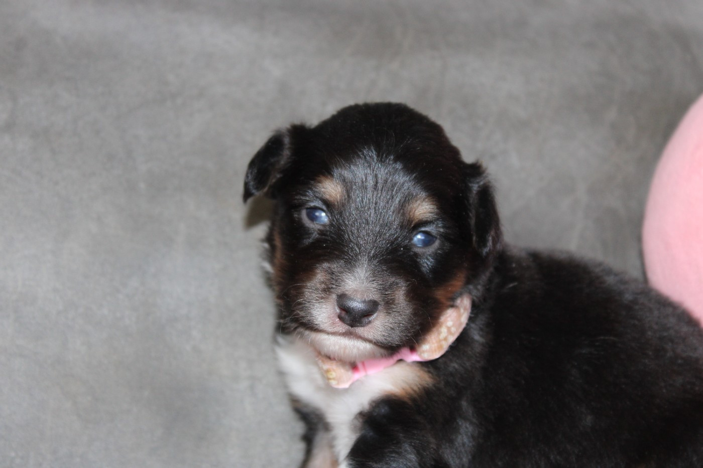 White Snow Sheperds - Chiots disponibles - Berger Australien