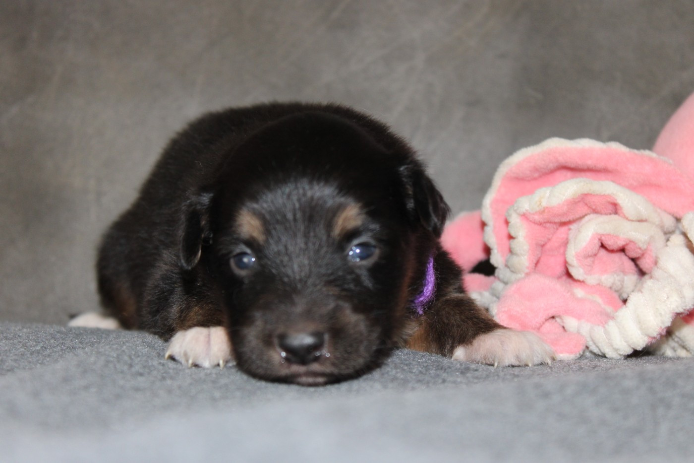 White Snow Sheperds - Chiots disponibles - Berger Australien