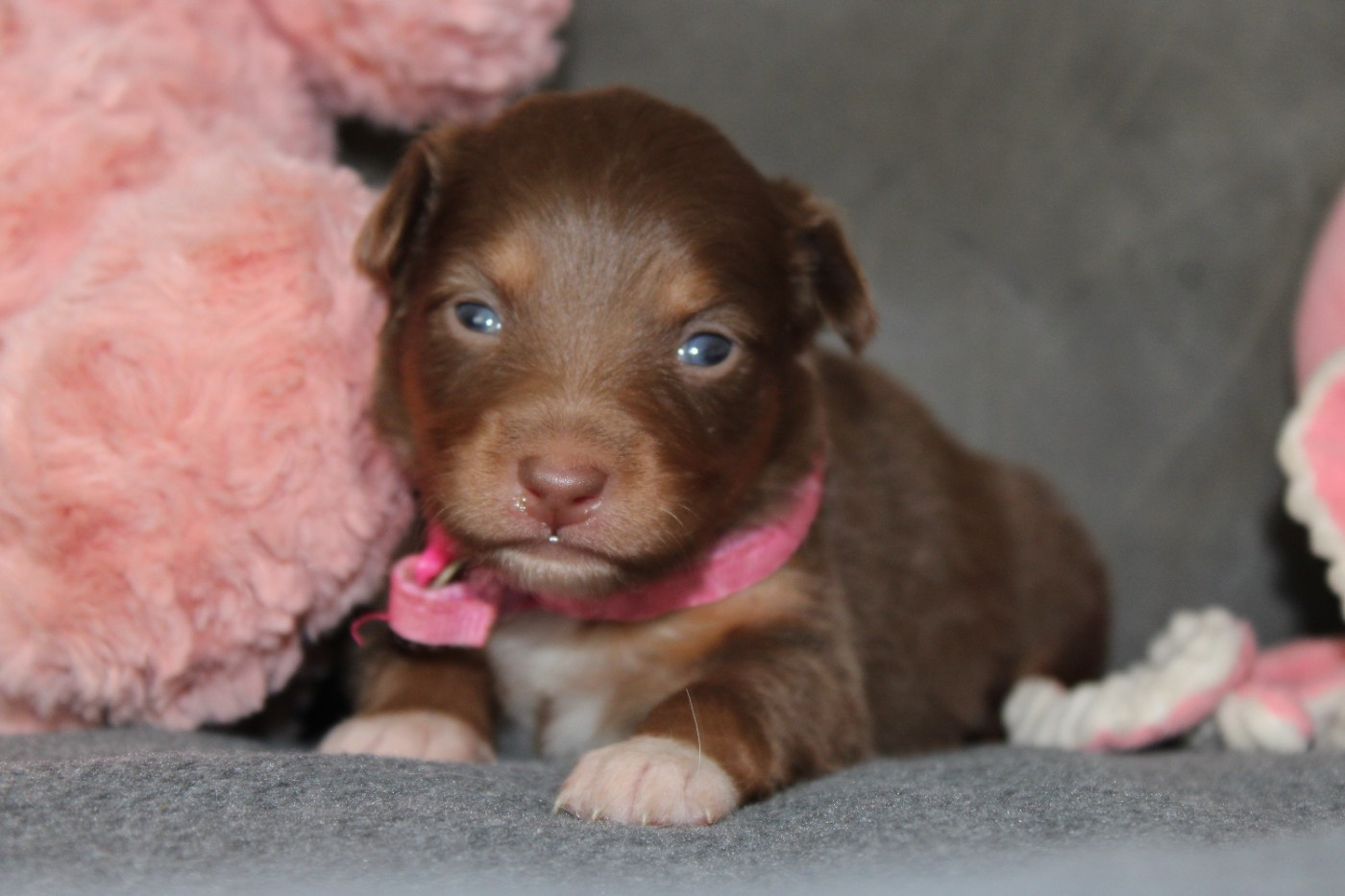 White Snow Sheperds - Chiots disponibles - Berger Australien
