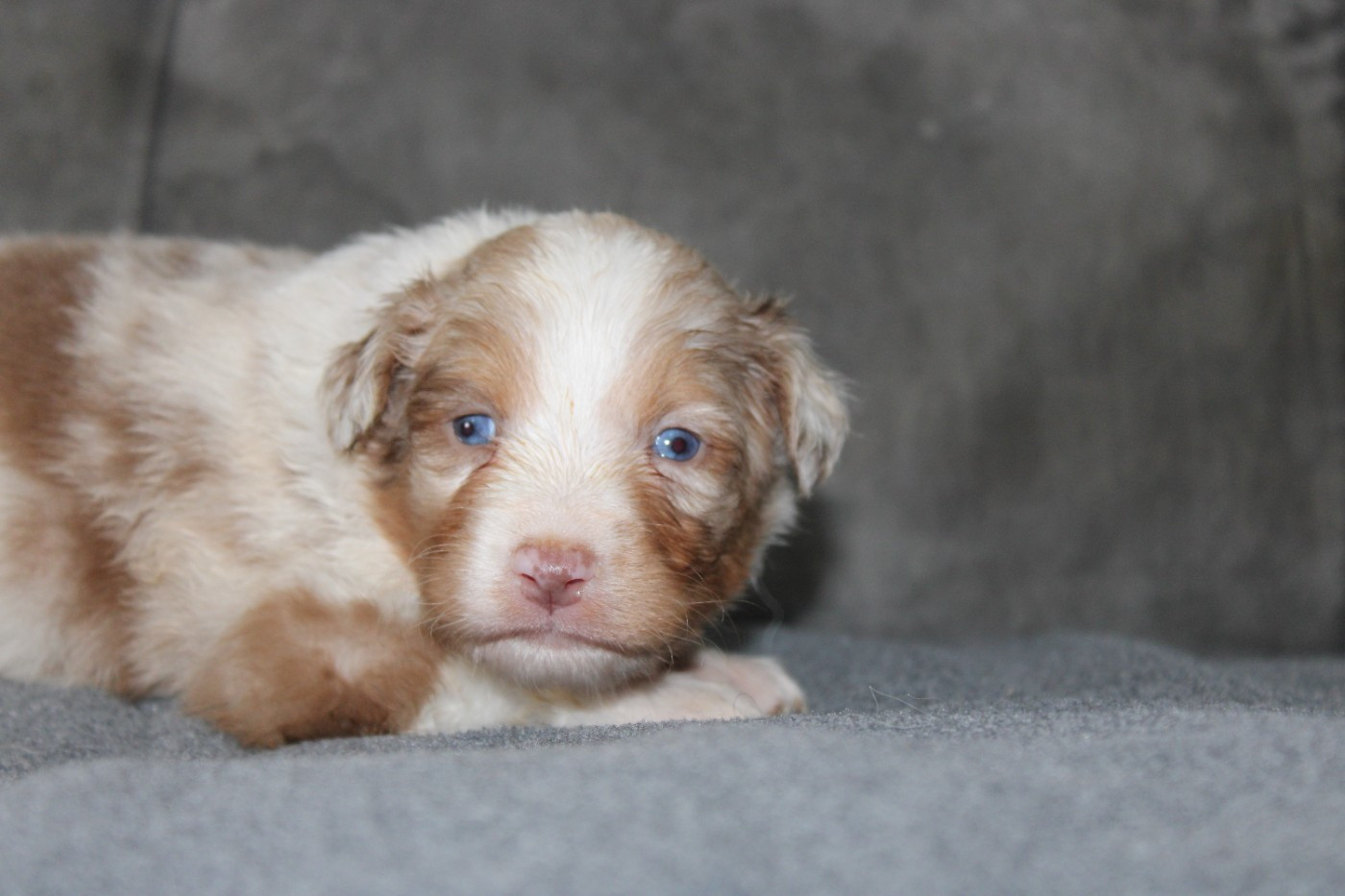 White Snow Sheperds - Chiots disponibles - Berger Australien