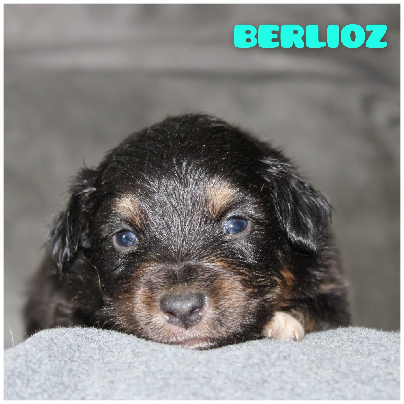 White Snow Sheperds - Chiots disponibles - Berger Australien