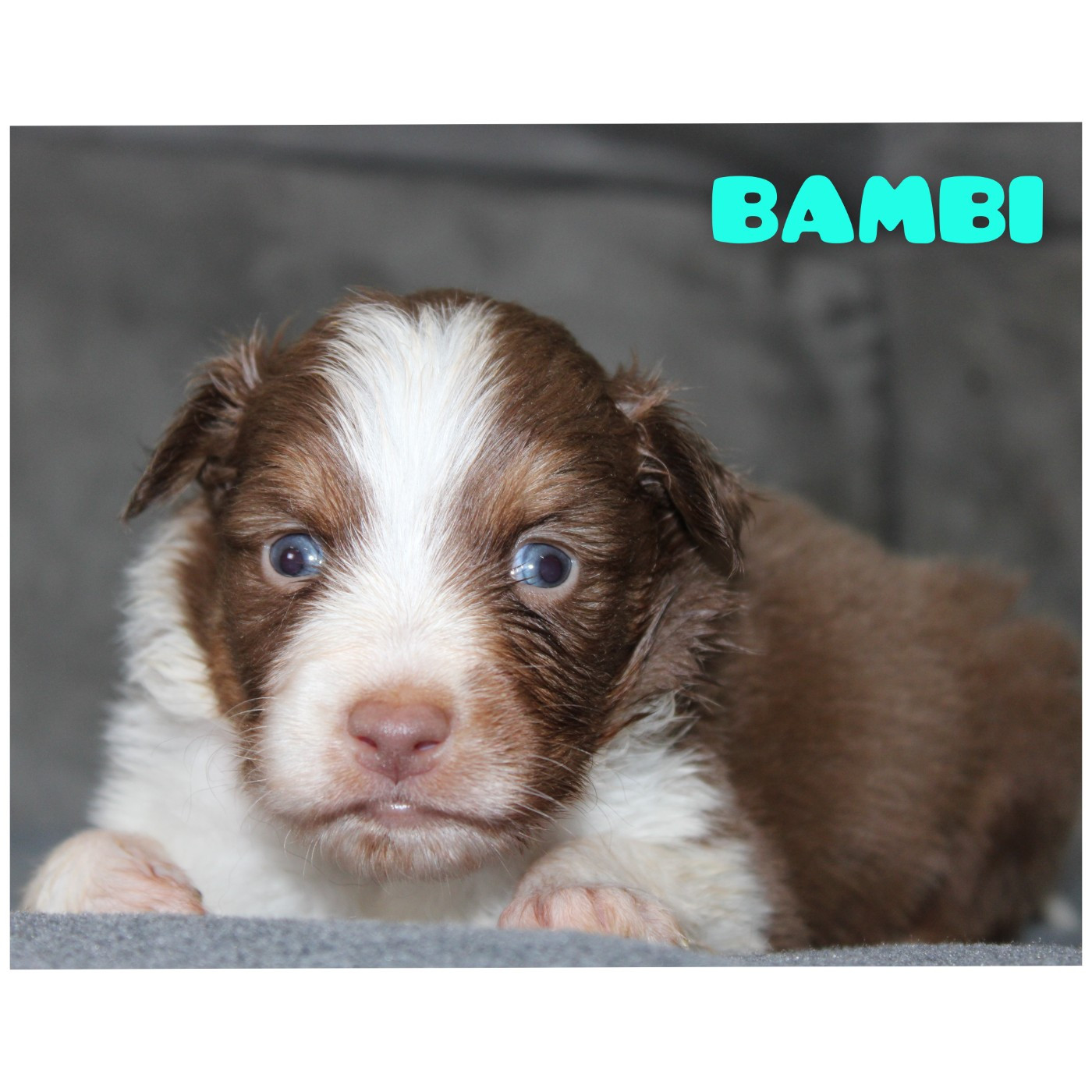 White Snow Sheperds - Chiots disponibles - Berger Australien