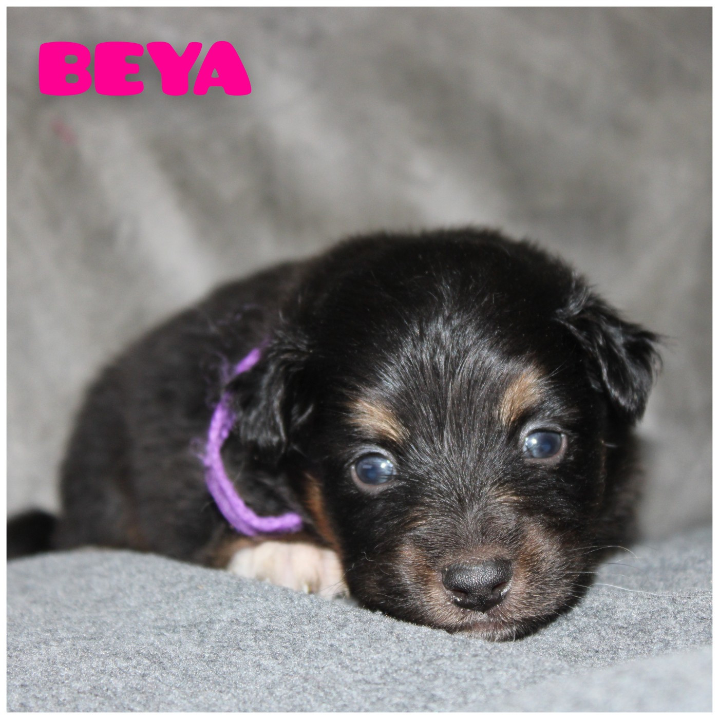 White Snow Sheperds - Chiots disponibles - Berger Australien