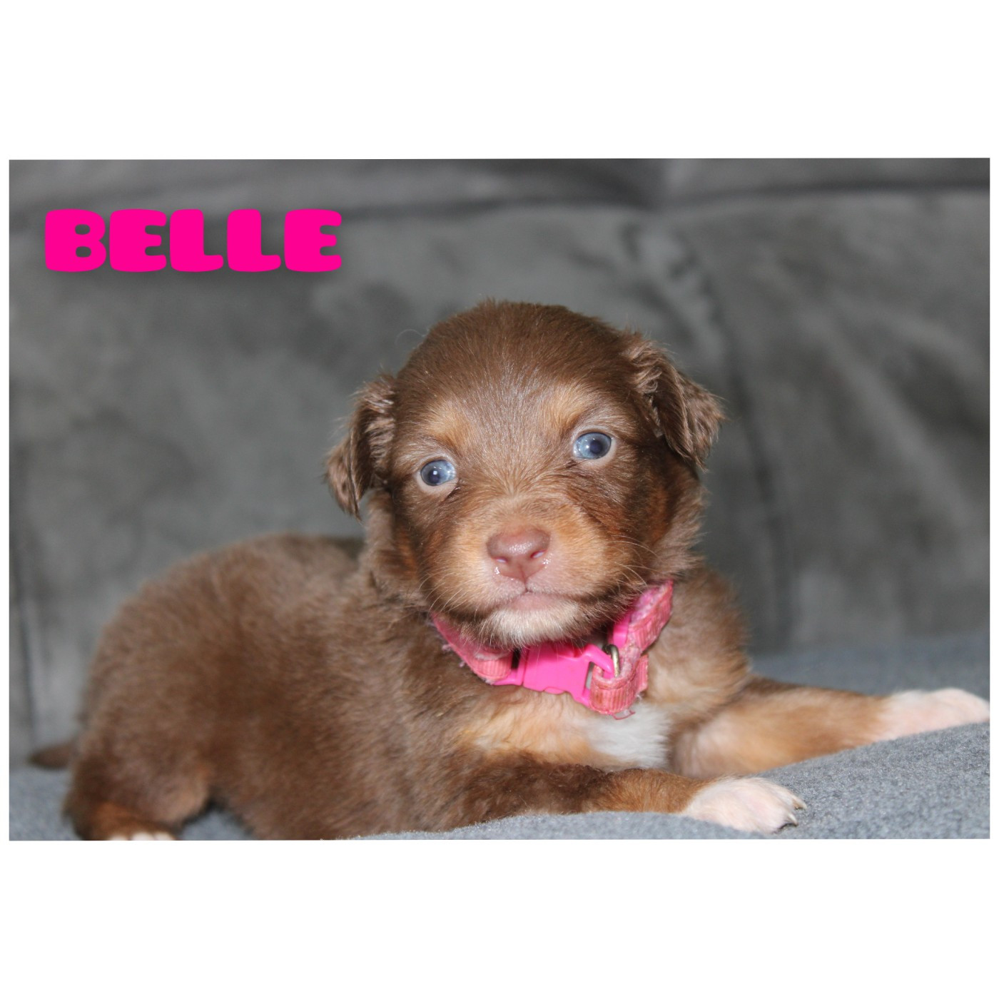 White Snow Sheperds - Chiots disponibles - Berger Australien