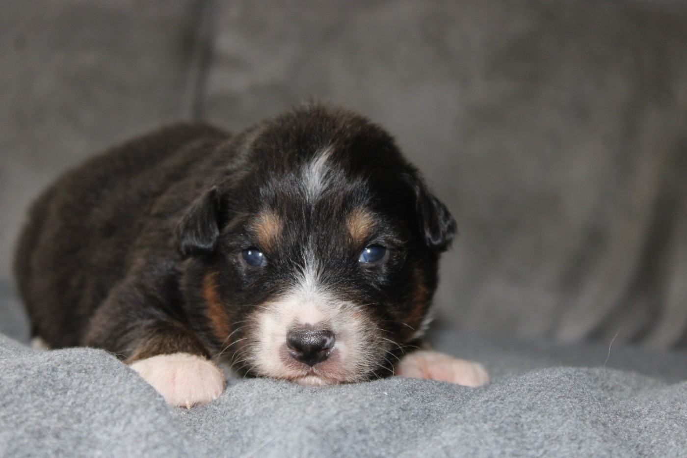 White Snow Sheperds - Chiots disponibles - Berger Australien