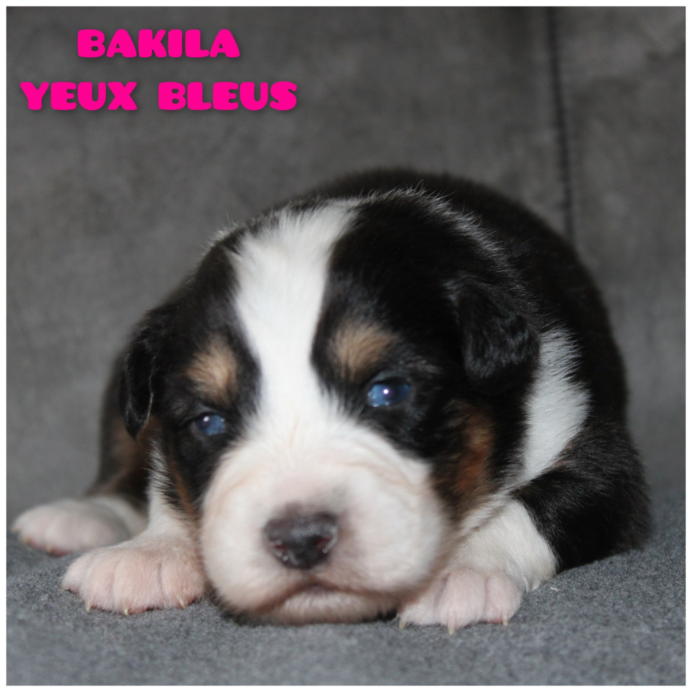 White Snow Sheperds - Chiots disponibles - Berger Australien