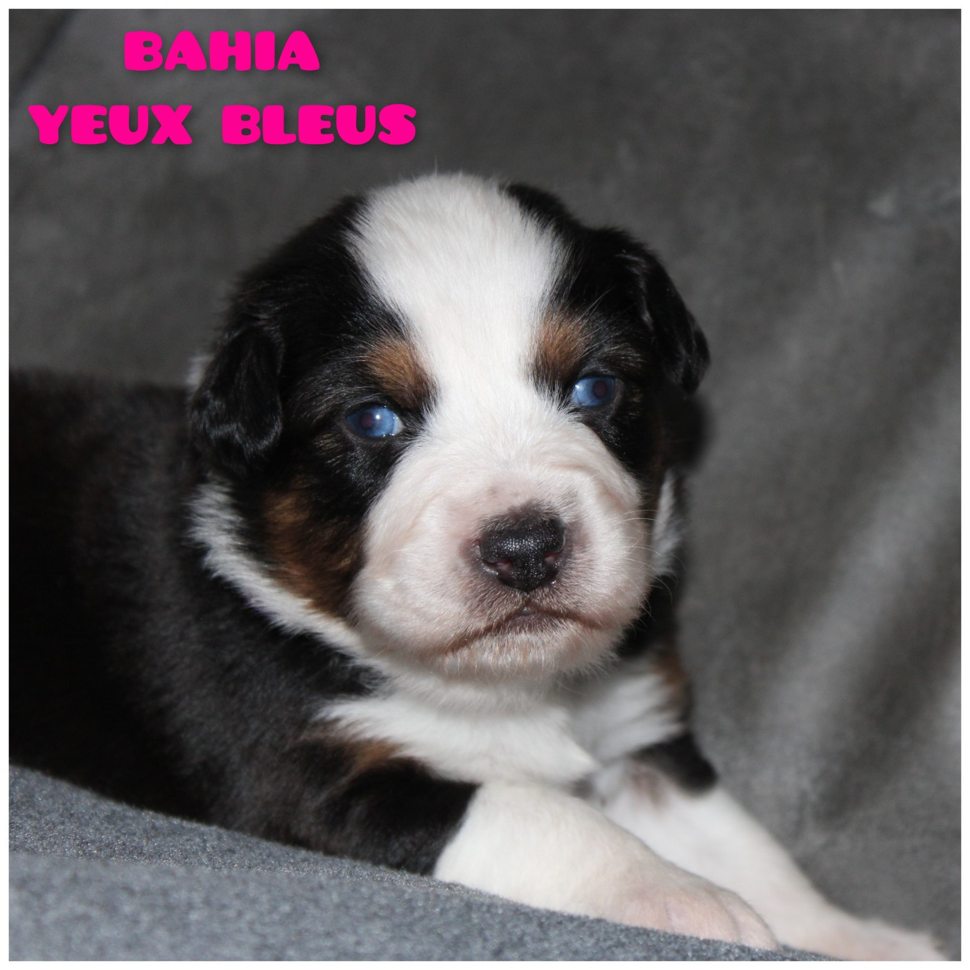 White Snow Sheperds - Chiots disponibles - Berger Australien