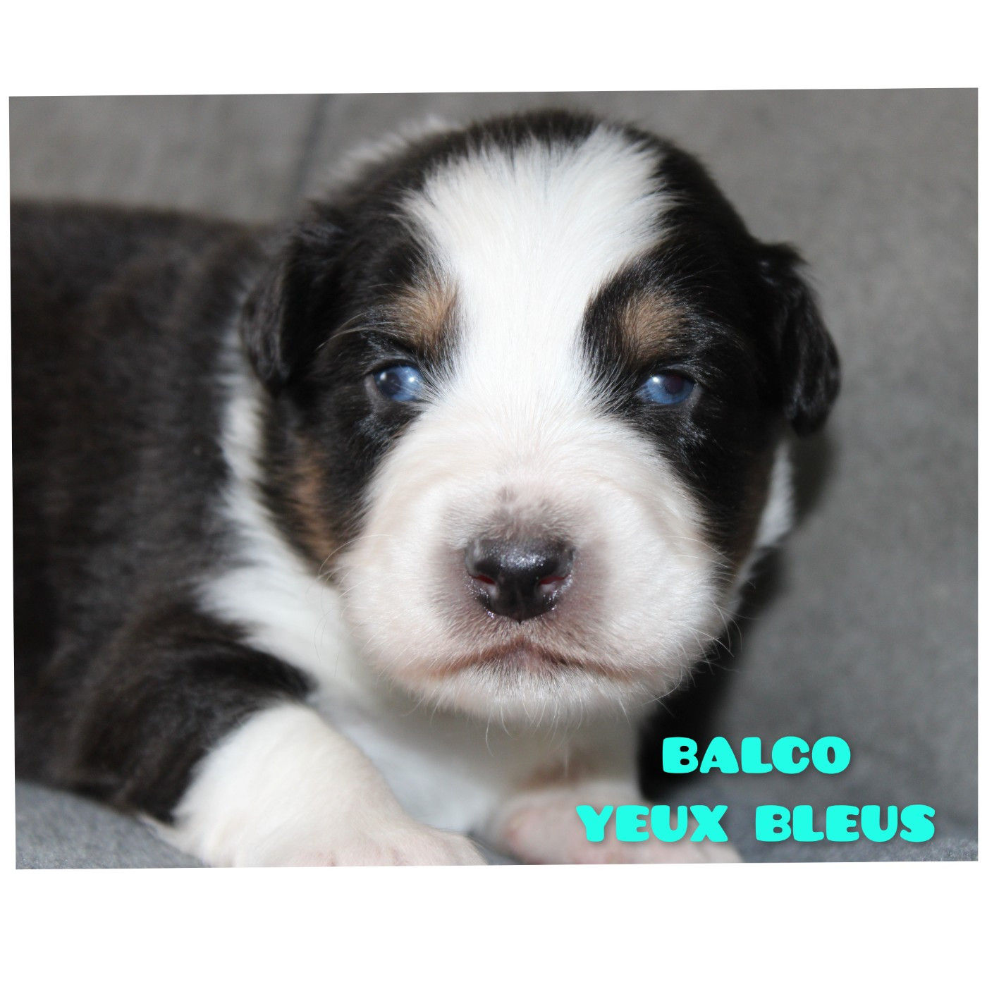 White Snow Sheperds - Chiots disponibles - Berger Australien