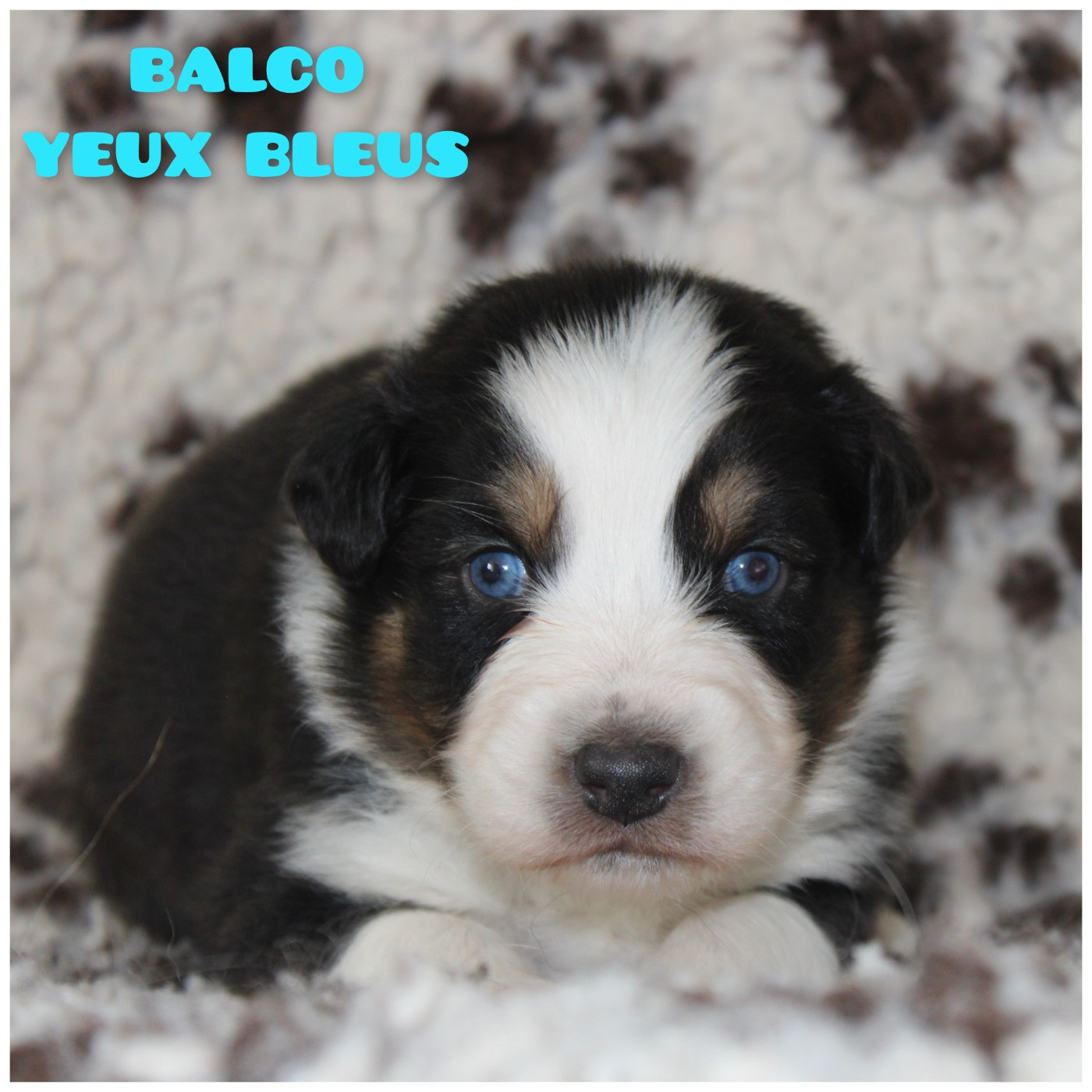 White Snow Sheperds - Chiots disponibles - Berger Australien