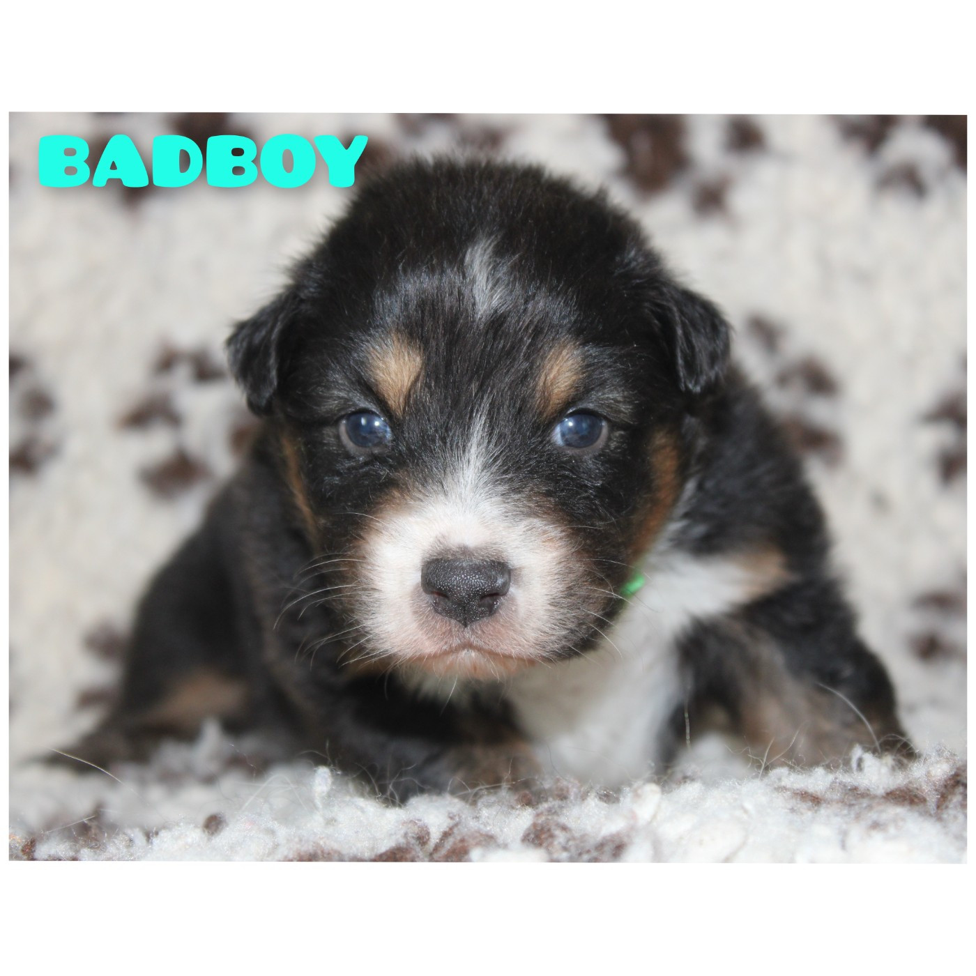 White Snow Sheperds - Chiots disponibles - Berger Australien