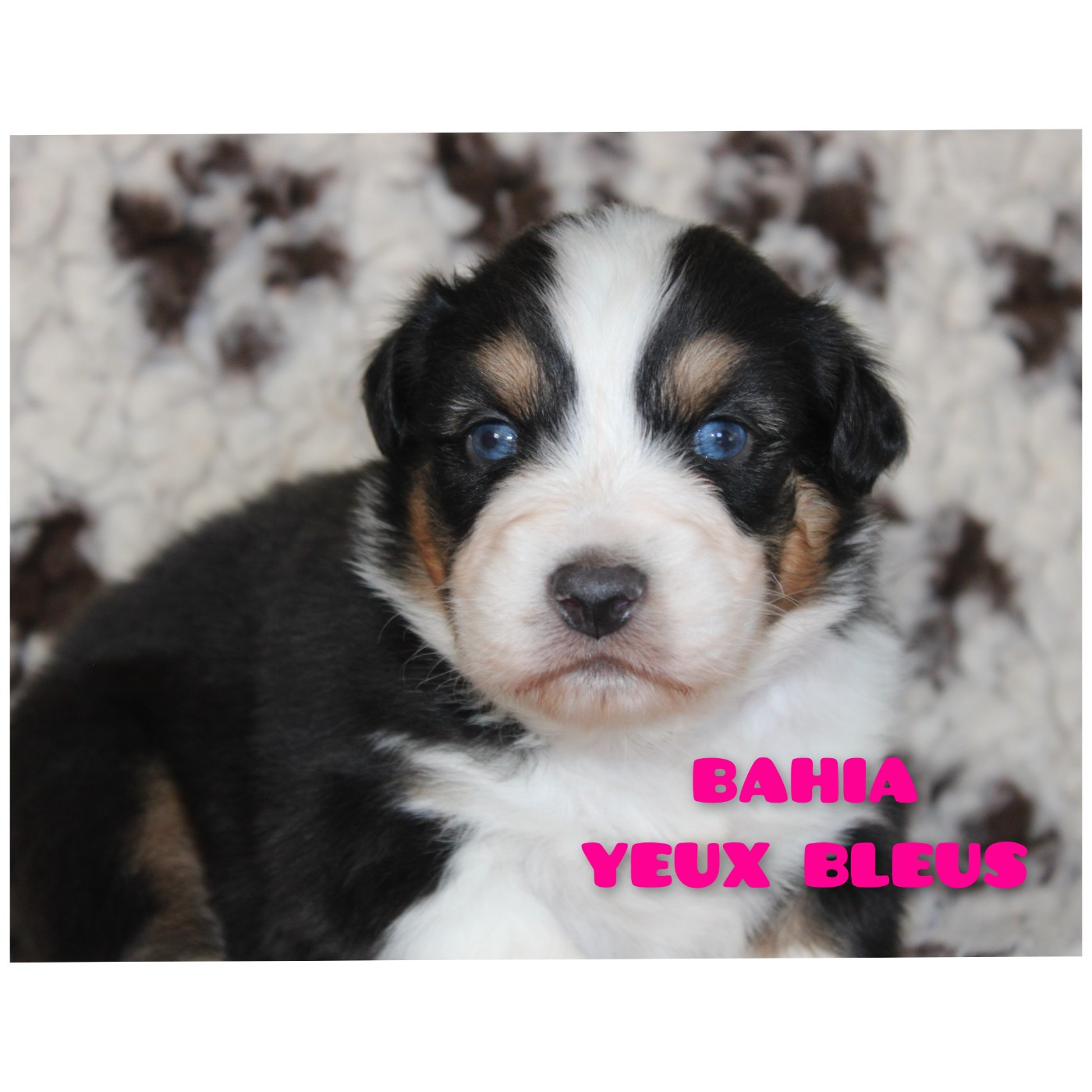 White Snow Sheperds - Chiots disponibles - Berger Australien